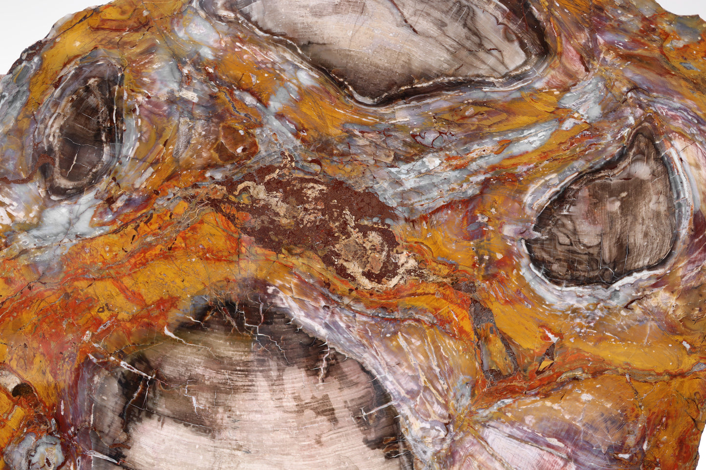 Slice of silicified softwood | Arizona, USA