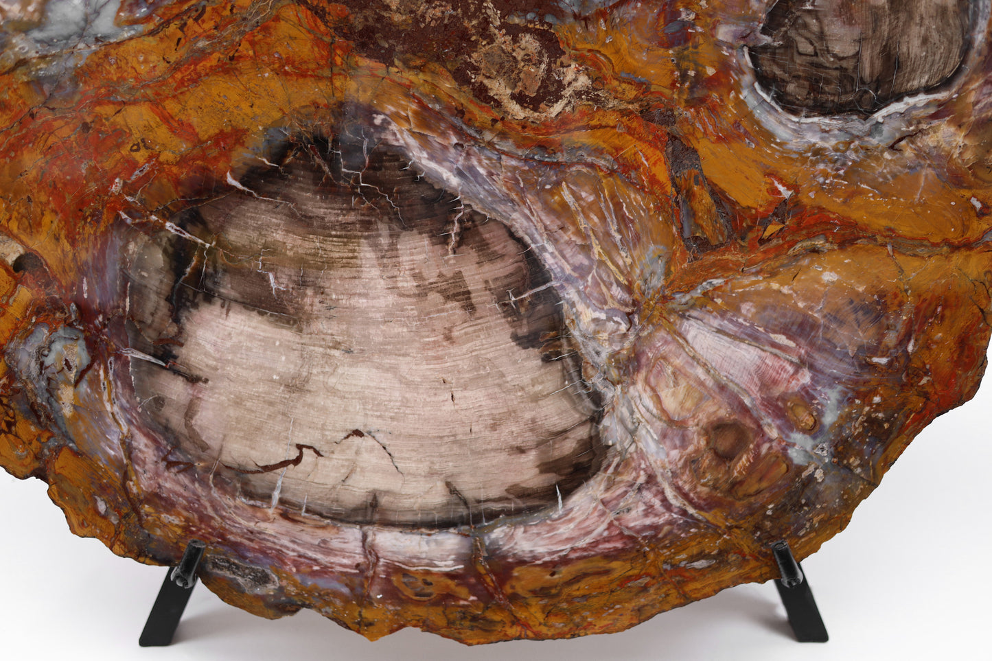 Slice of silicified softwood | Arizona, USA