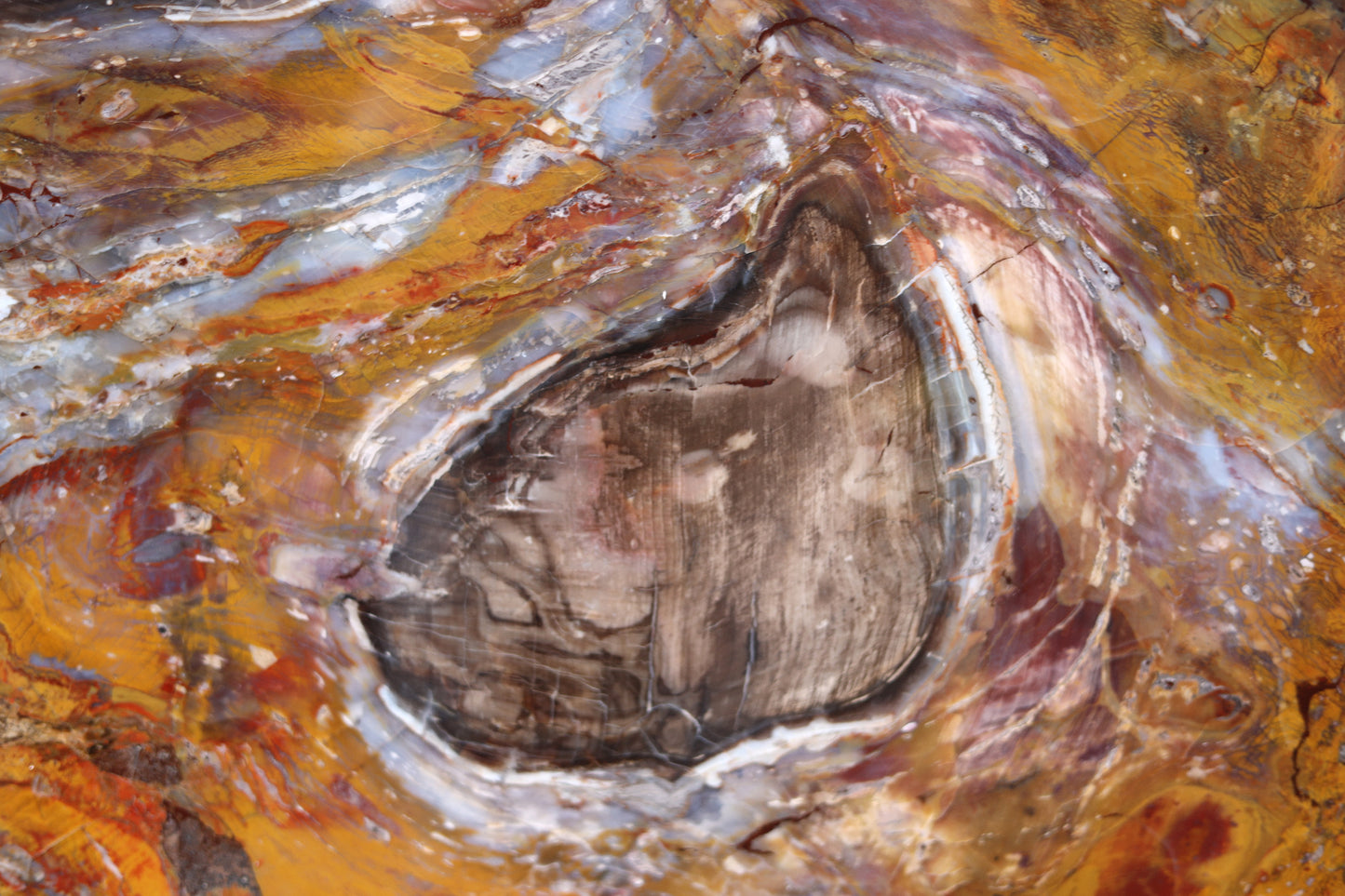 Slice of silicified softwood | Arizona, USA