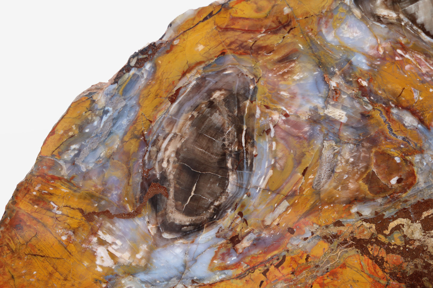 Slice of silicified softwood | Arizona, USA