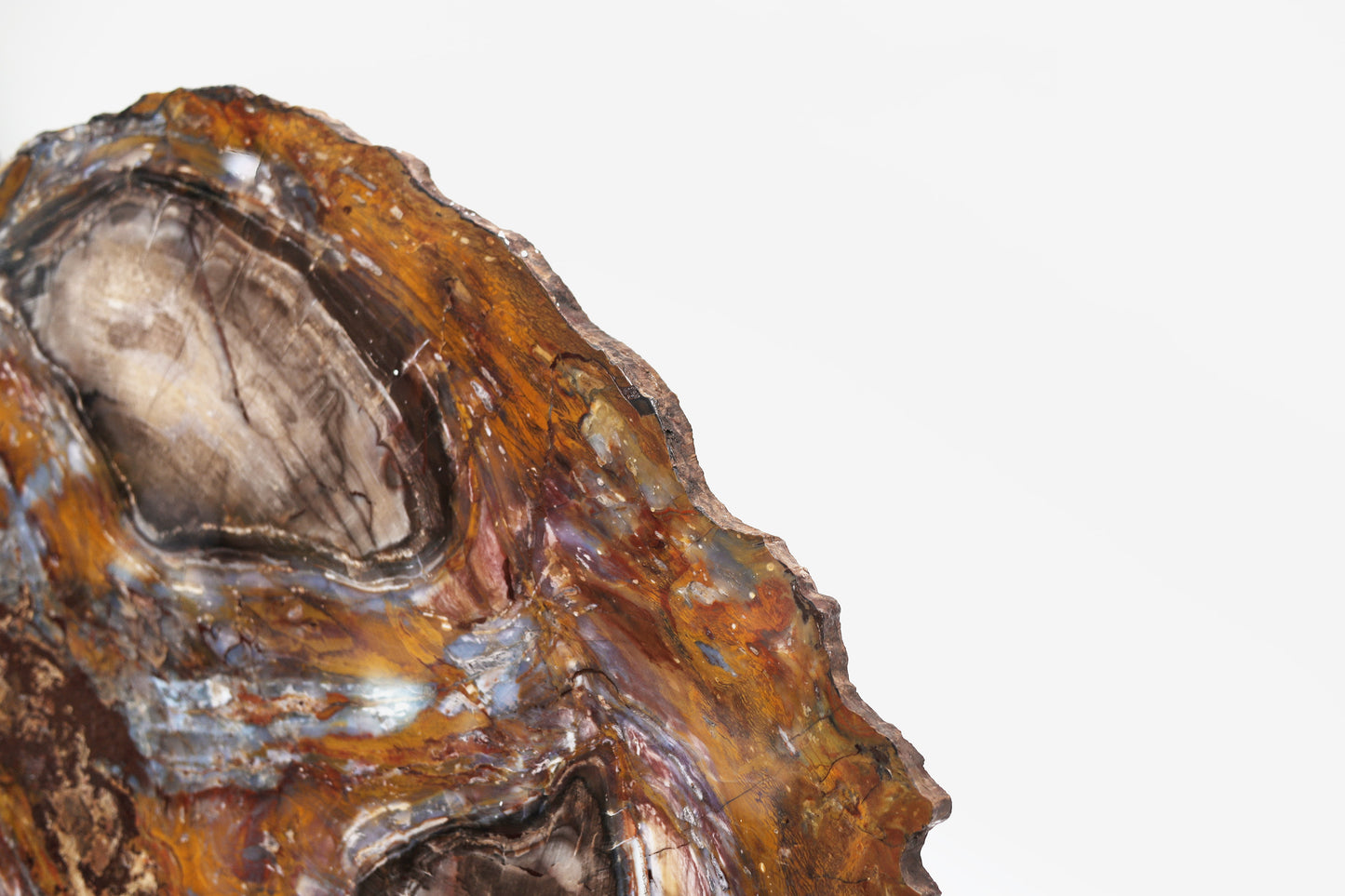 Slice of silicified softwood | Arizona, USA