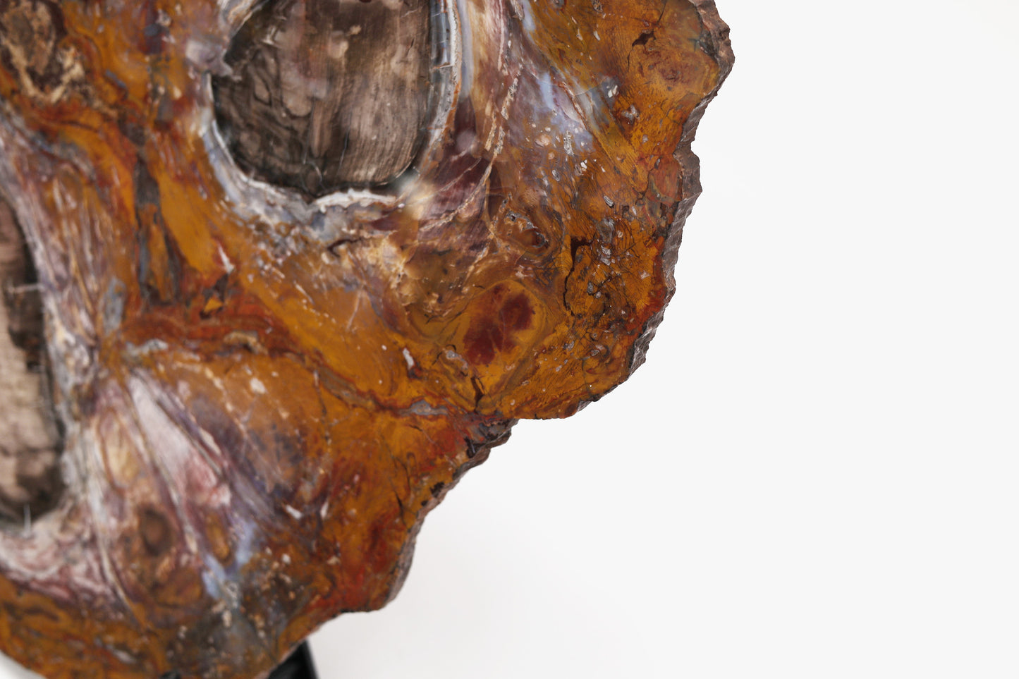 Slice of silicified softwood | Arizona, USA
