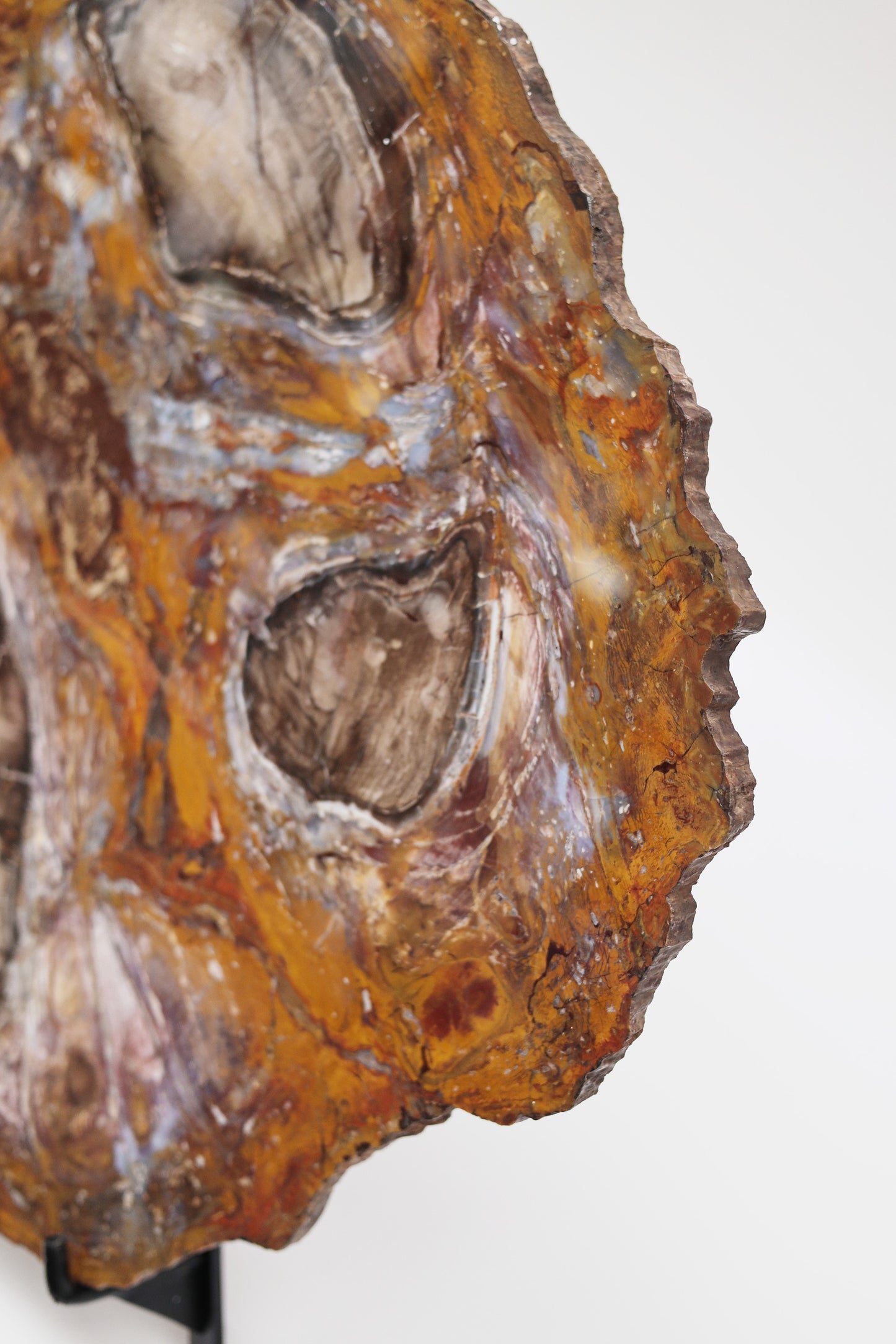Slice of silicified softwood | Arizona, USA