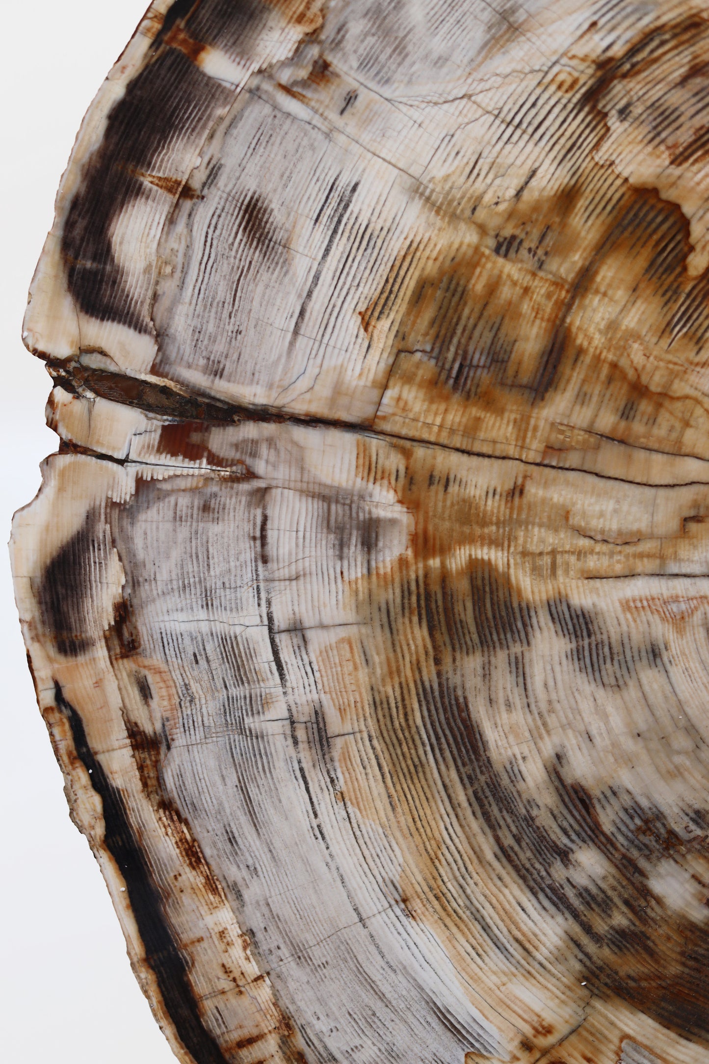 Disque de bois pétrifié | Orégon, États-Unis