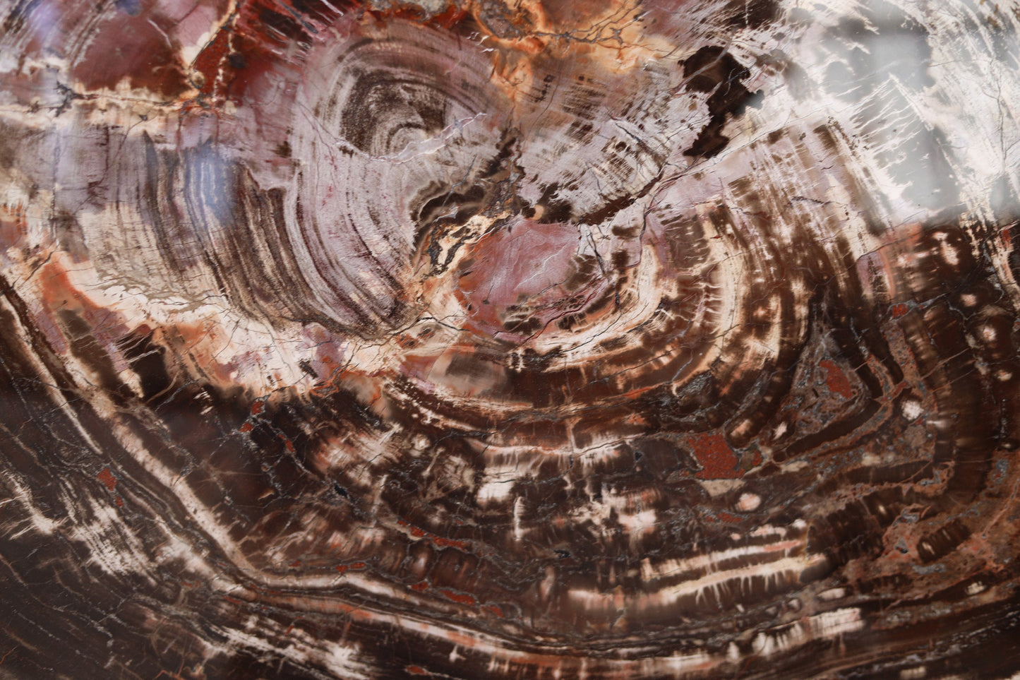 Versteinerte Holzscheibe | Arizona, USA