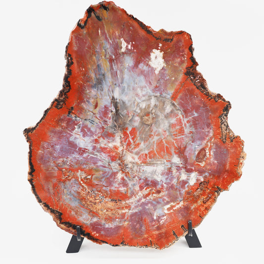 Versteinerte Holzplatte | Arizona, USA