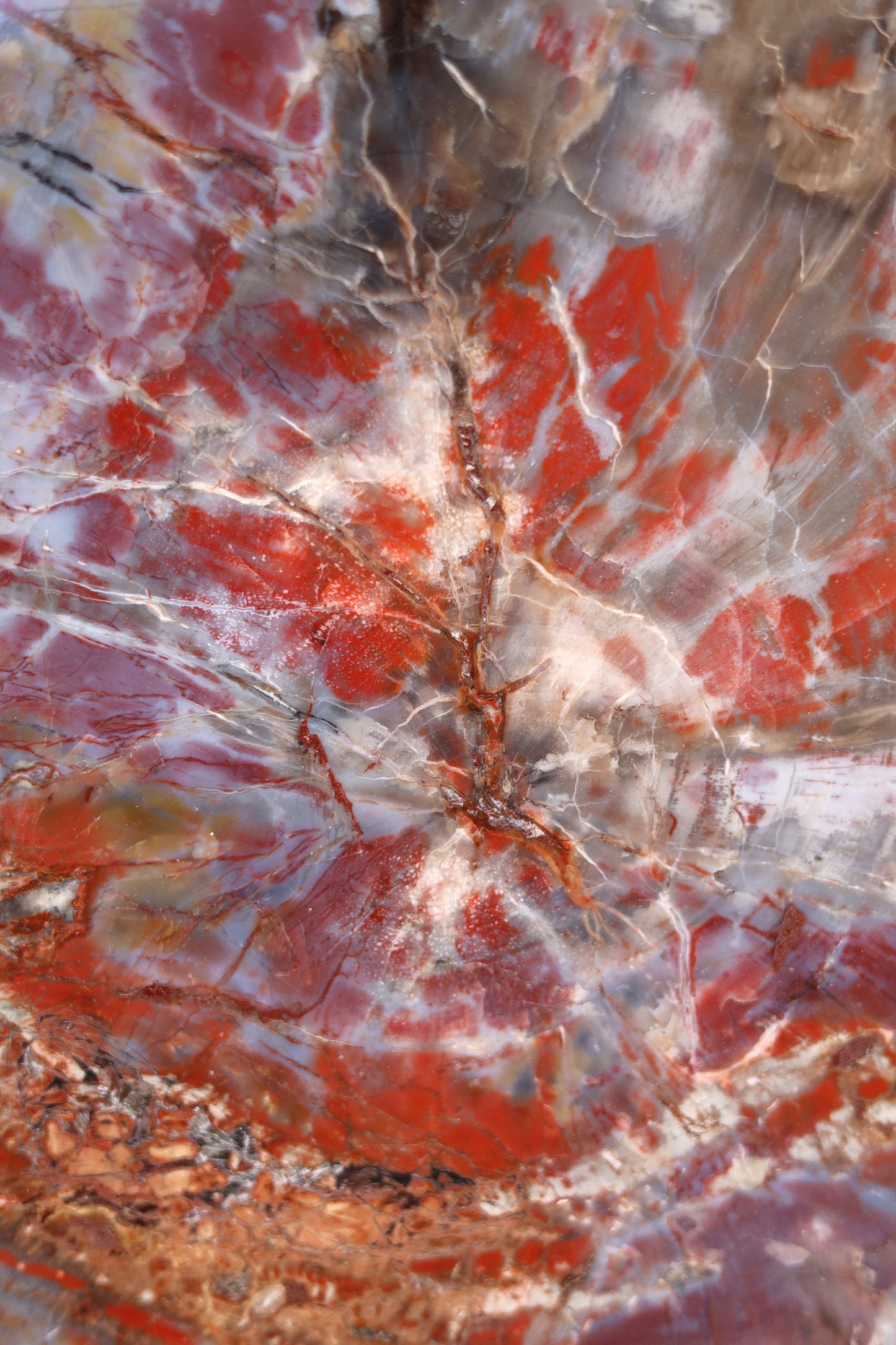Versteinerte Holzplatte | Arizona, USA