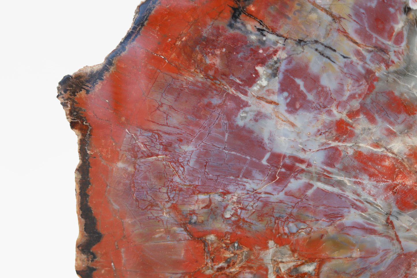 Versteinerte Holzplatte | Arizona, USA