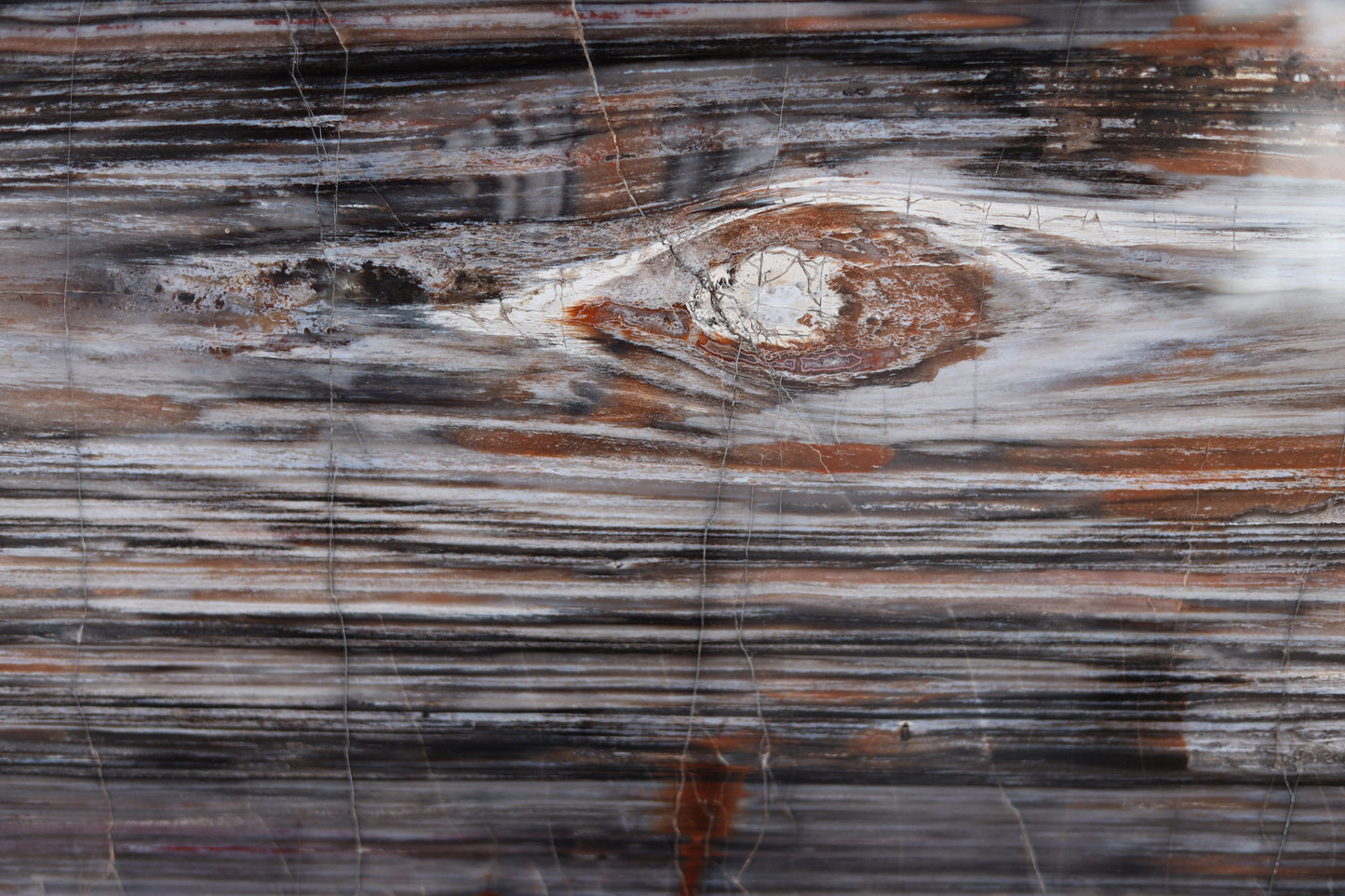 Versteinerte Holzscheibe Längsrichtung | Arizona, USA