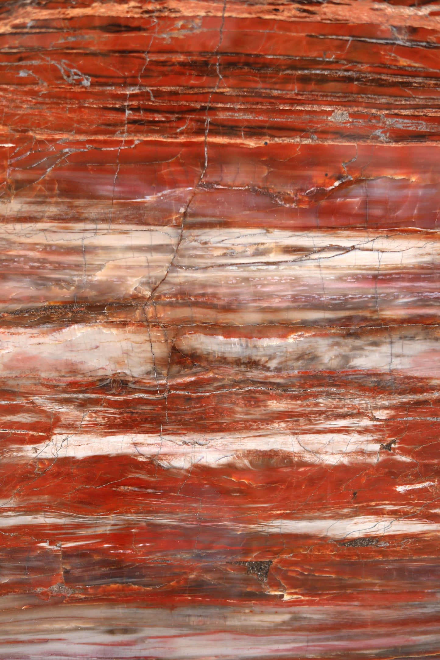 PRICE ON REQUEST | Petrified Wood Longitudinal Araucarioxylon arizonicum | Arizona, USA