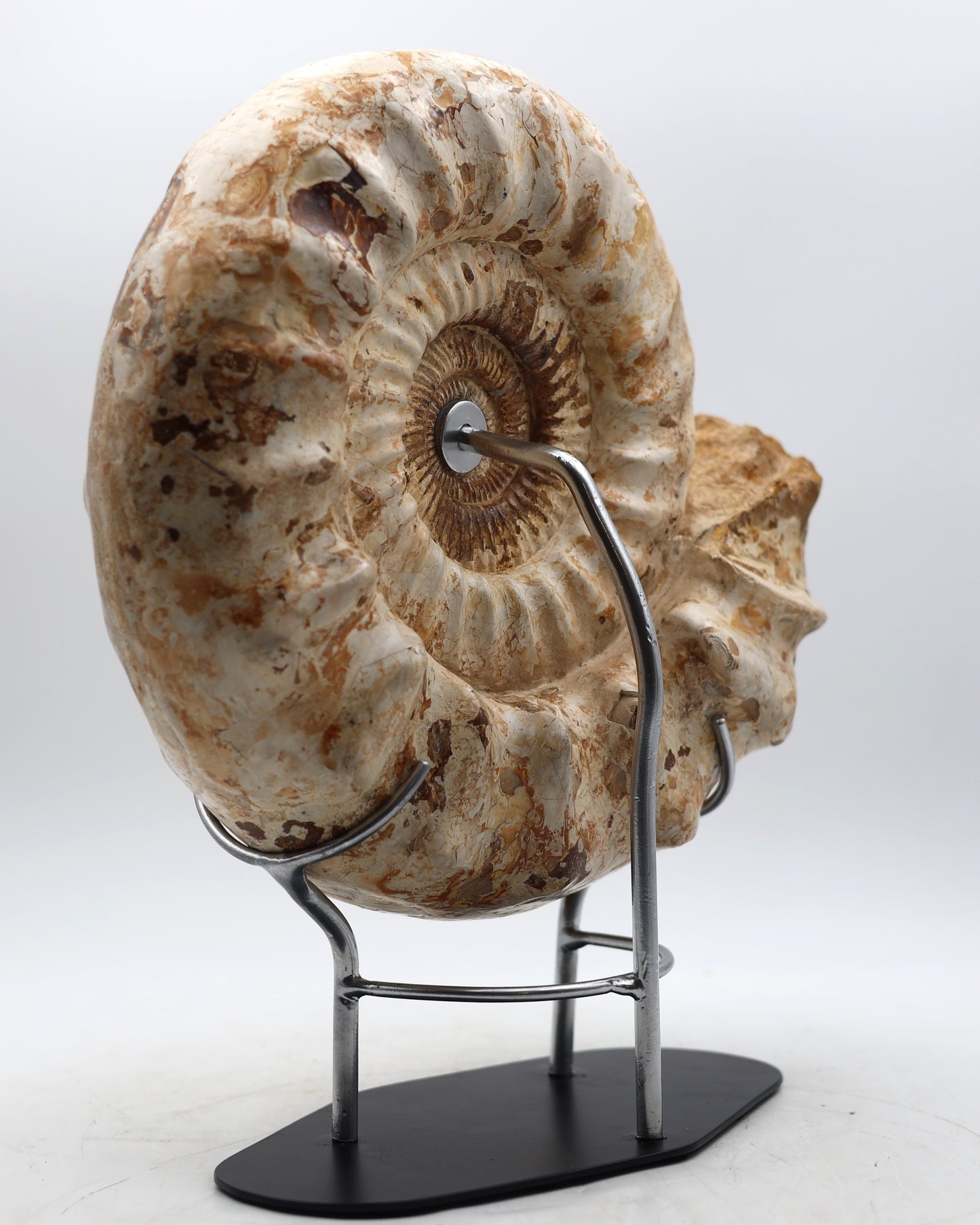 Mounted ammonites | Madagascar