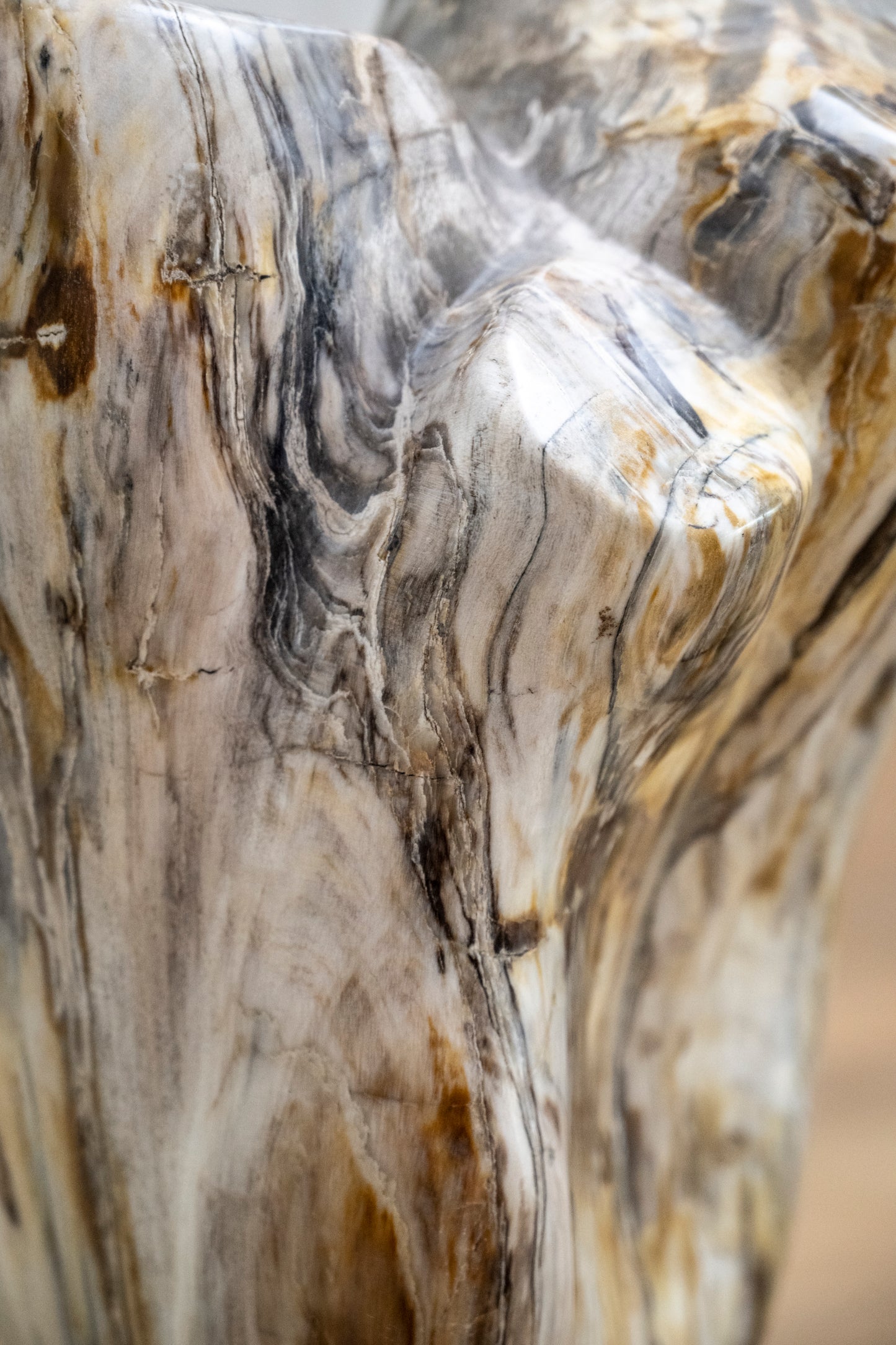 Petrified wood trunk