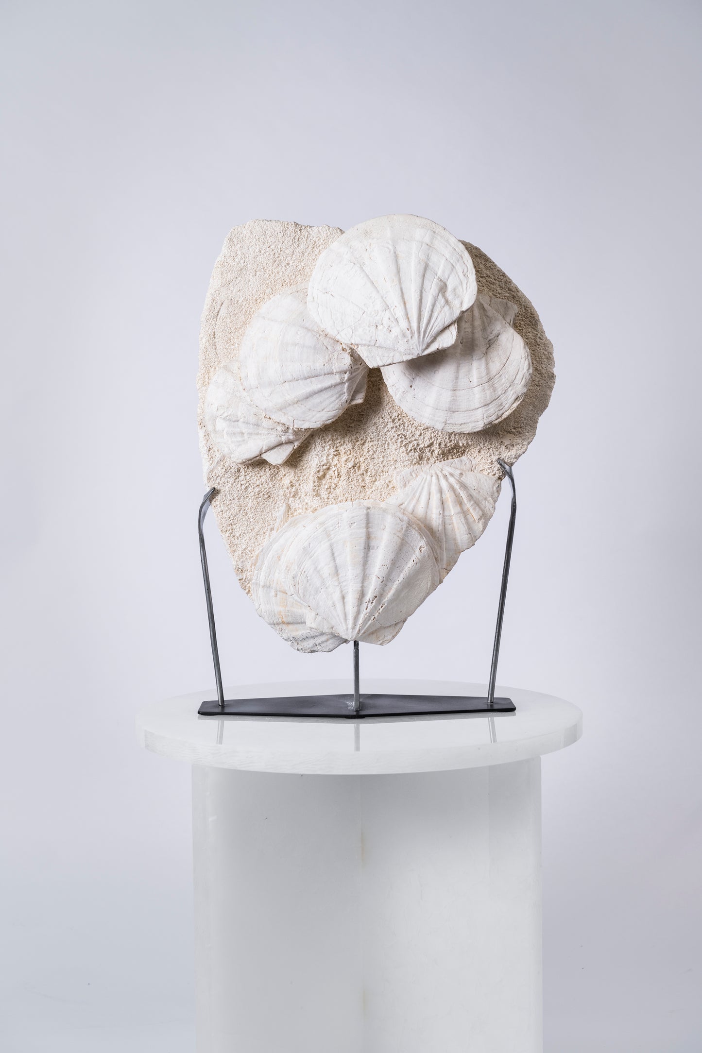 Group of fossilized Gigantopectens restitutensis shells | Lacoste, Southern France