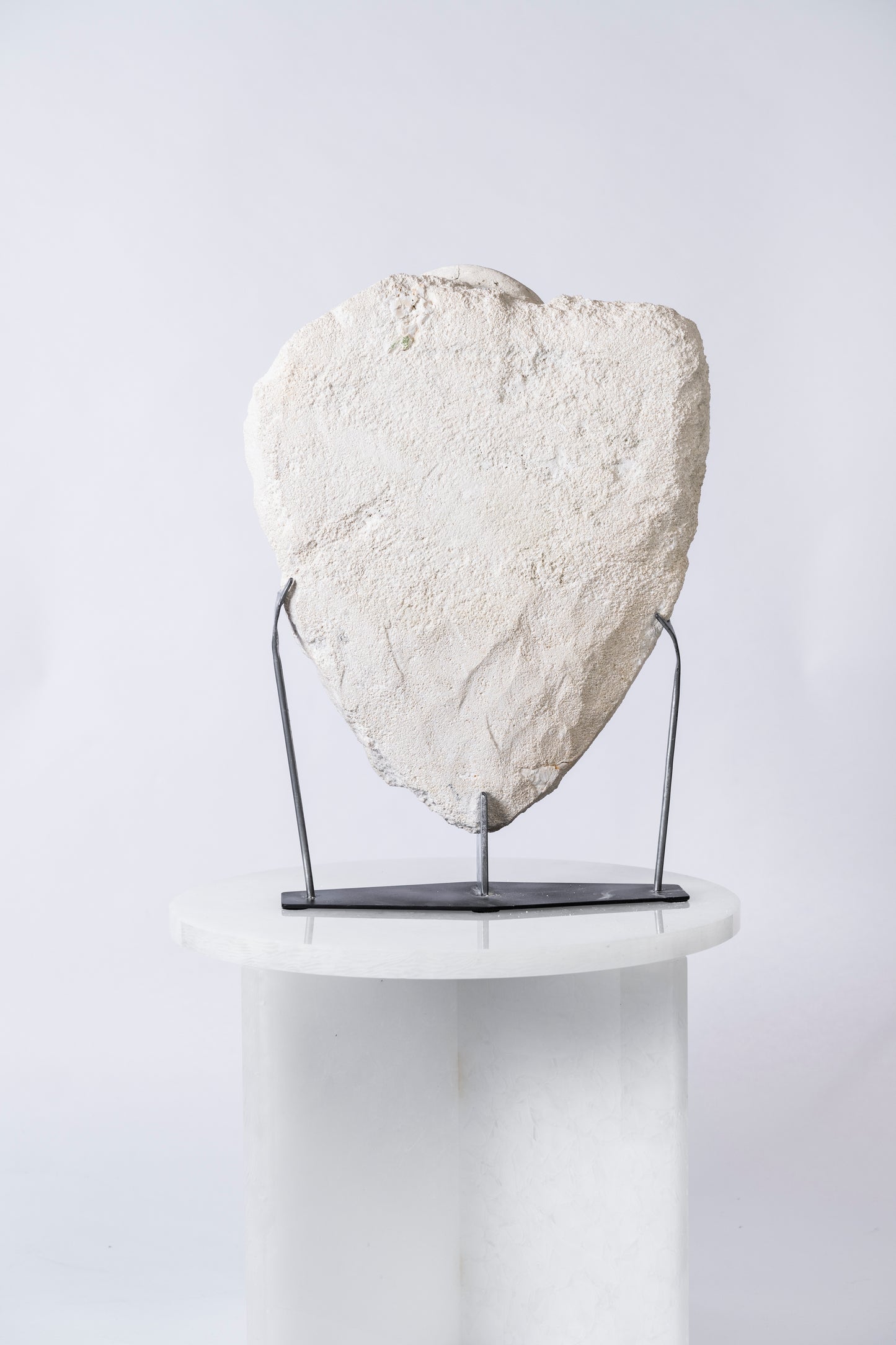 Group of fossilized Gigantopectens restitutensis shells | Lacoste, Southern France