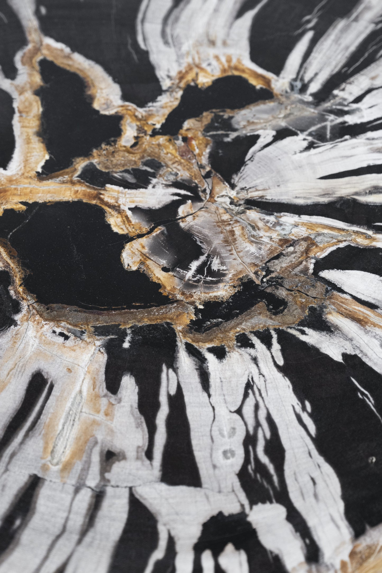 Petrified Wood Table | Indonesia