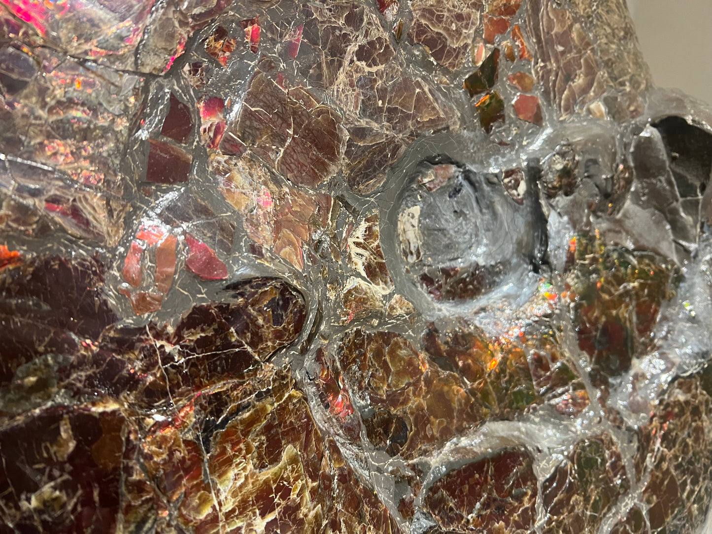Ammolite opalescente | Canada