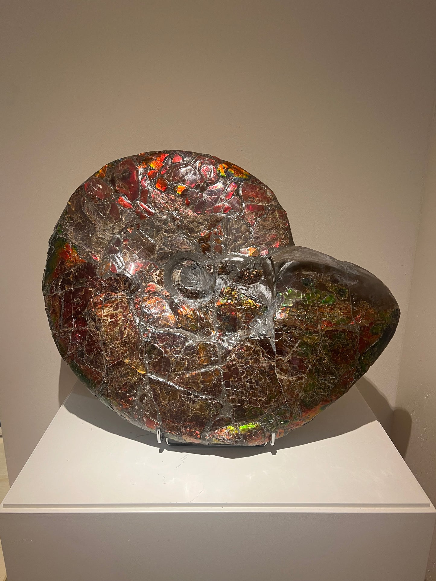 Ammolite opalescente | Canada