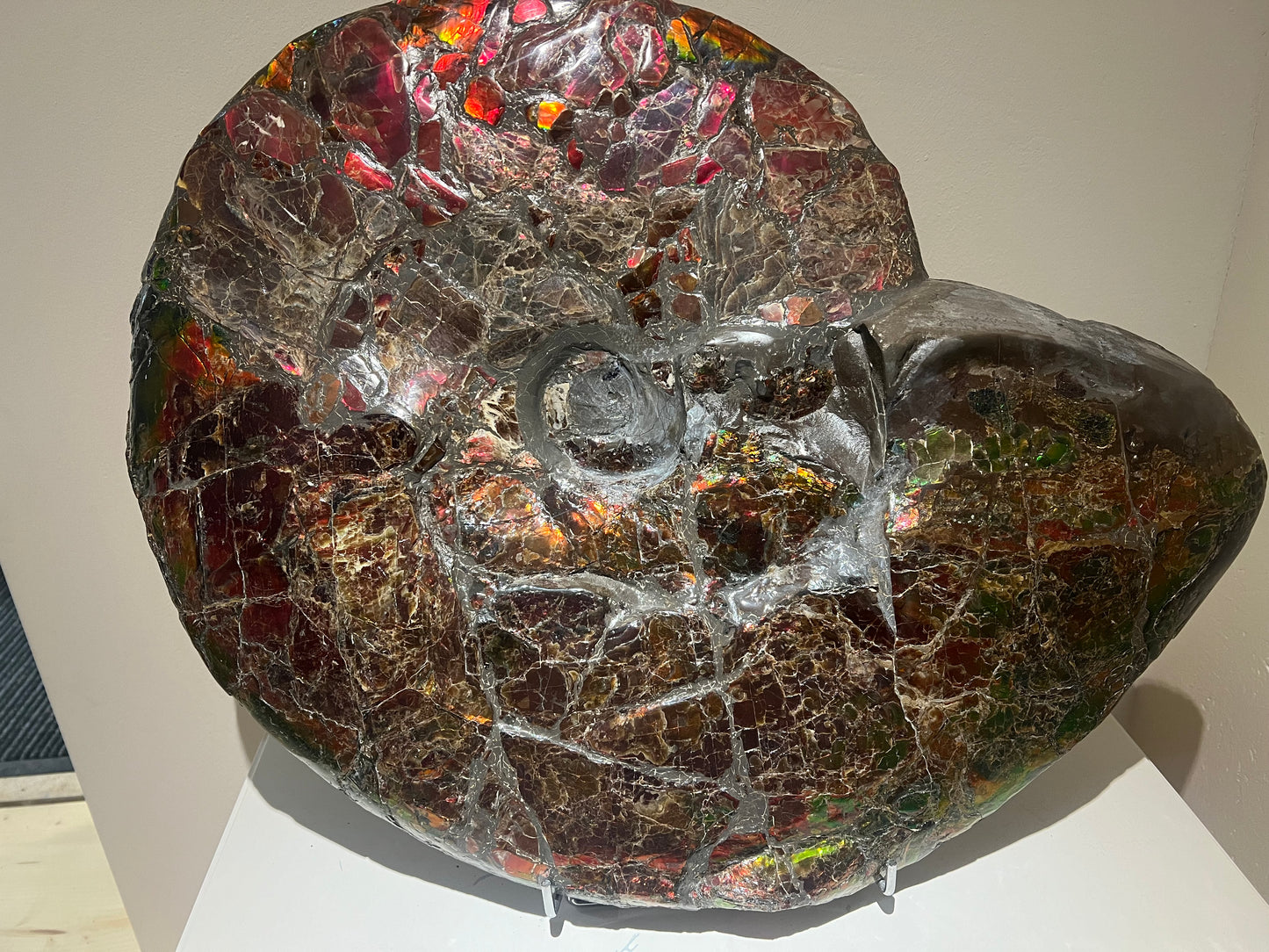Ammolite opalescente | Canada