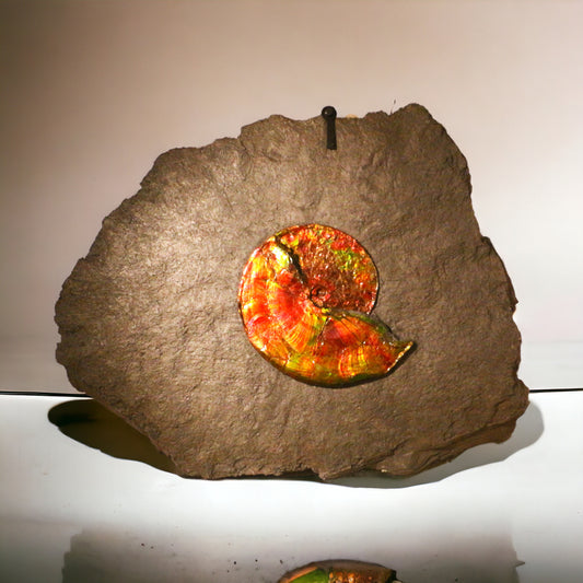PRICE ON REQUEST | Opalescent Ammolite | Placenticeras costatum | Canada