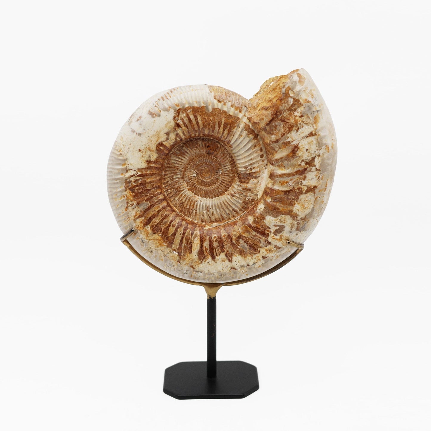 Montierter Ammonit | Madagaskar