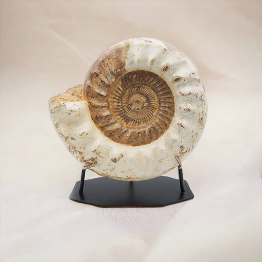 Large mounted ammonite | Madagascar