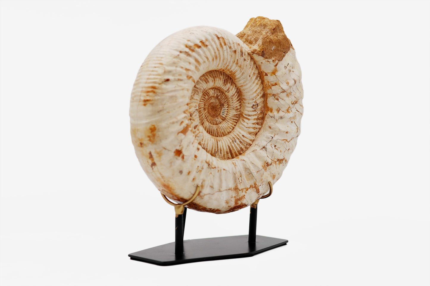 Montiertes Ammonit | Madagaskar