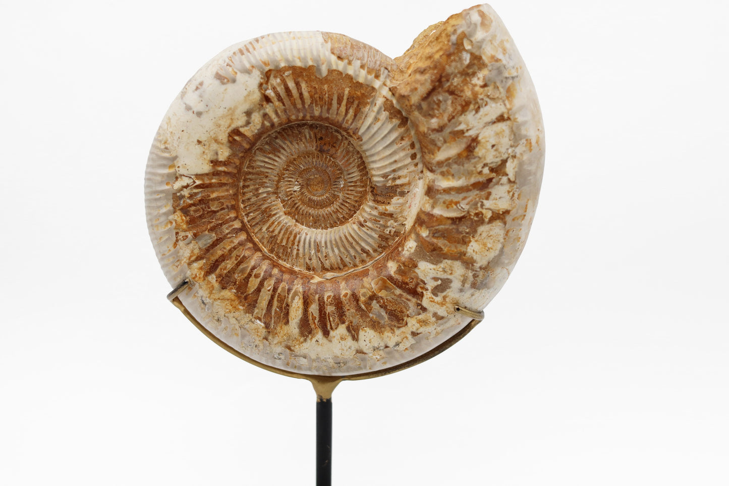 Montierter Ammonit | Madagaskar