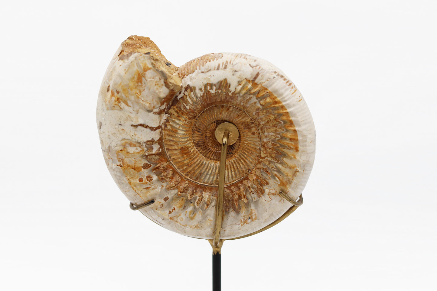 Montierter Ammonit | Madagaskar