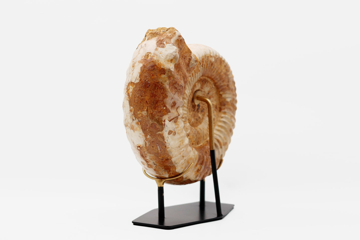 Montiertes Ammonit | Madagaskar