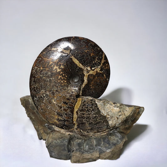 Ammonites | South Dakota, USA