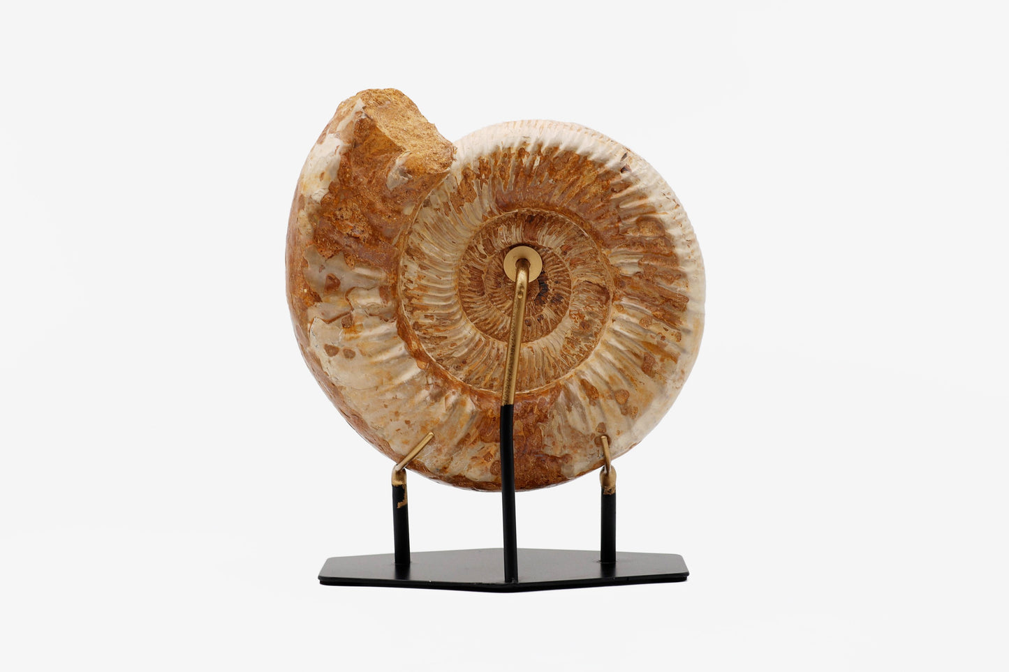 Montiertes Ammonit | Madagaskar