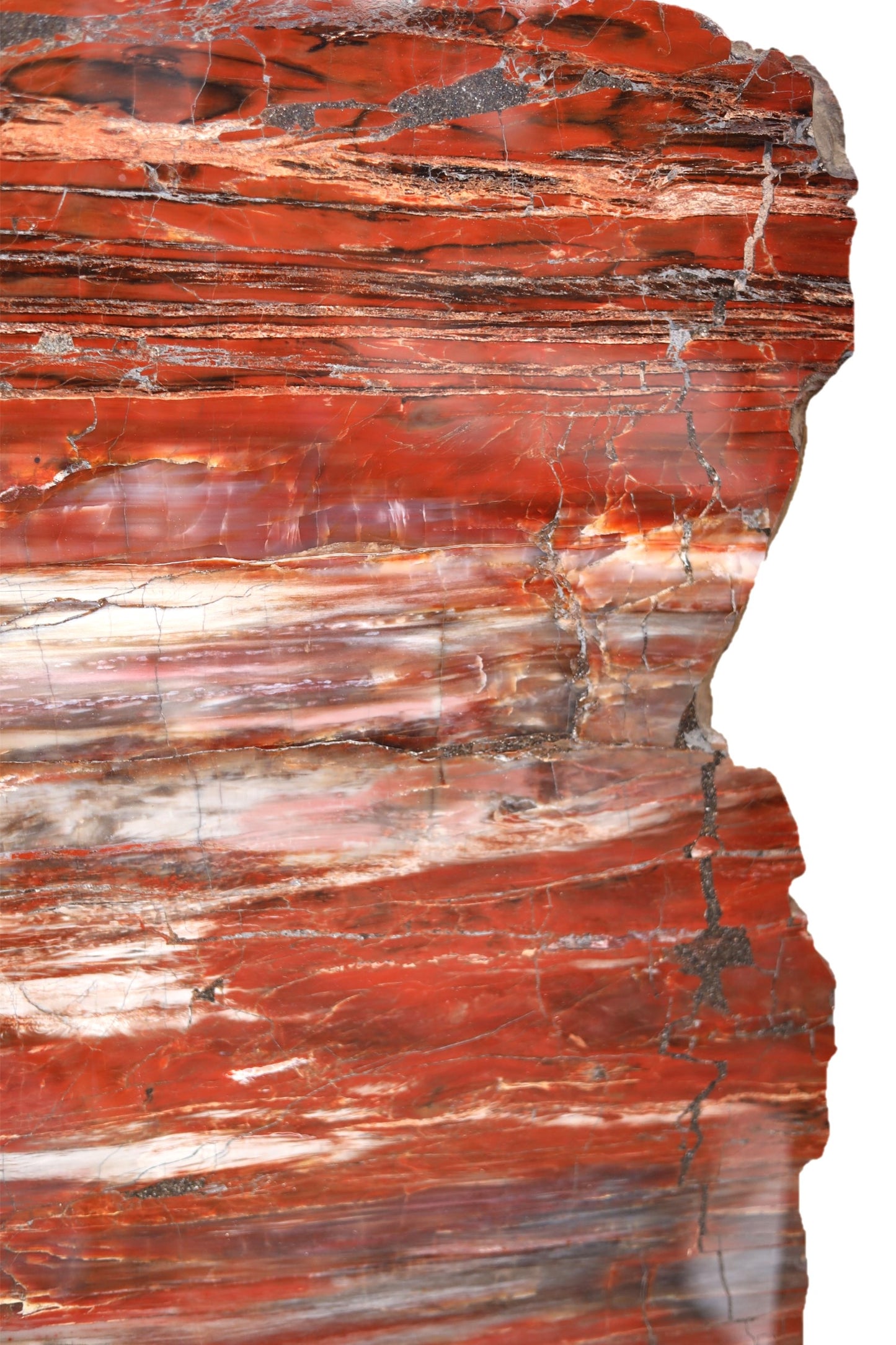 PRICE ON REQUEST | Petrified Wood Longitudinal Araucarioxylon arizonicum | Arizona, USA
