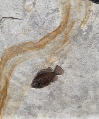 VERKAUFT | Fossiles Fisch-Wandrelief mit ästhetischer orangener Linie | Wyoming, USA