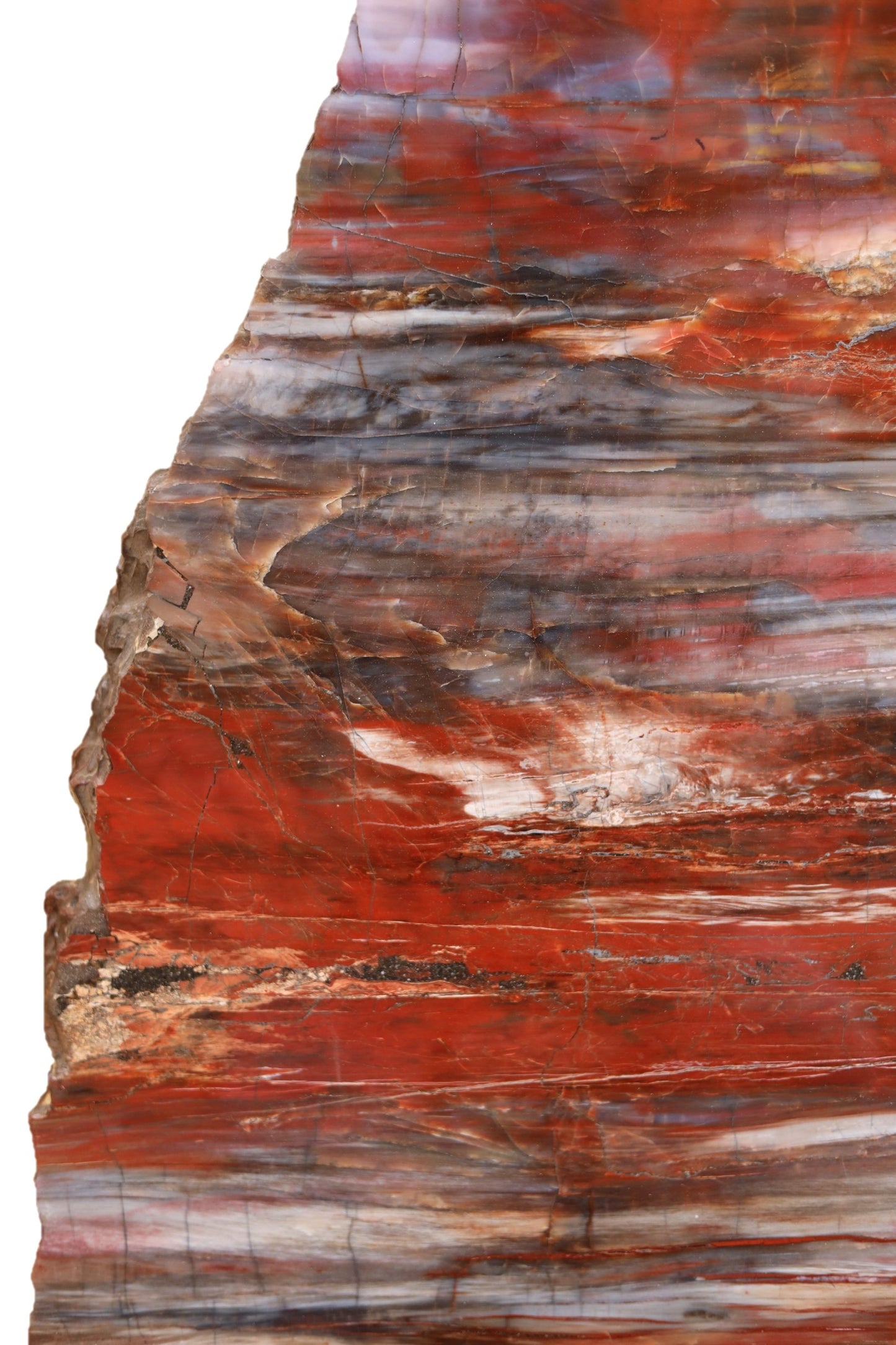 PRICE ON REQUEST | Petrified Wood Longitudinal Araucarioxylon arizonicum | Arizona, USA