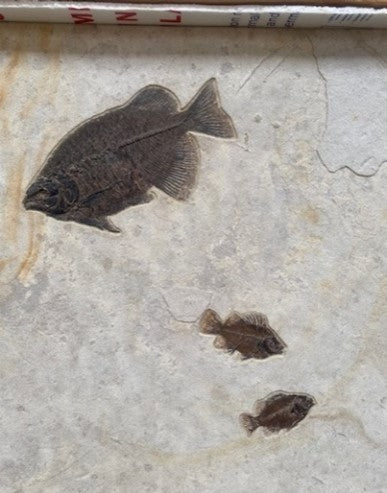 VERKAUFT | Fossiles Fisch-Wandrelief mit ästhetischer orangener Linie | Wyoming, USA