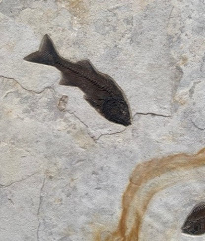 VERKAUFT | Fossiles Fisch-Wandrelief mit ästhetischer orangener Linie | Wyoming, USA