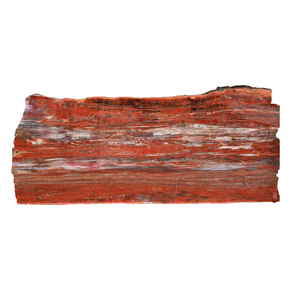 SOLD | Petrified Wood Longitudinal Section Araucarioxylon arizonicum | Arizona, USA