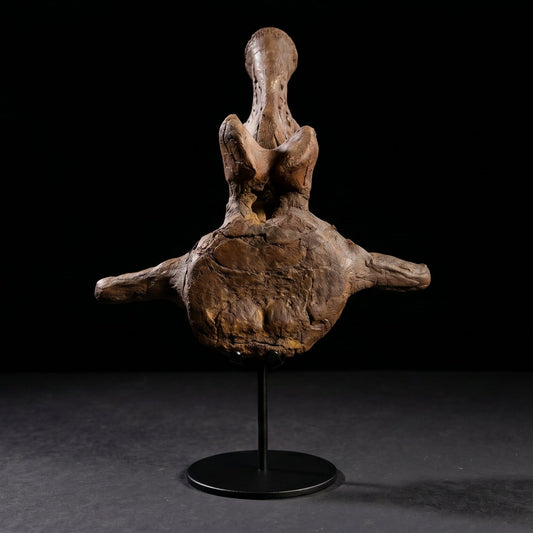 Triceratops horridus-Wirbelkörper| South Dakota, USA