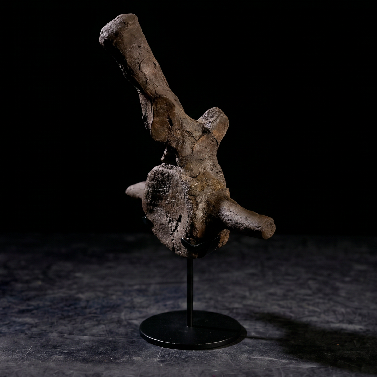 Triceratops horridus-Wirbelkörper| South Dakota, USA