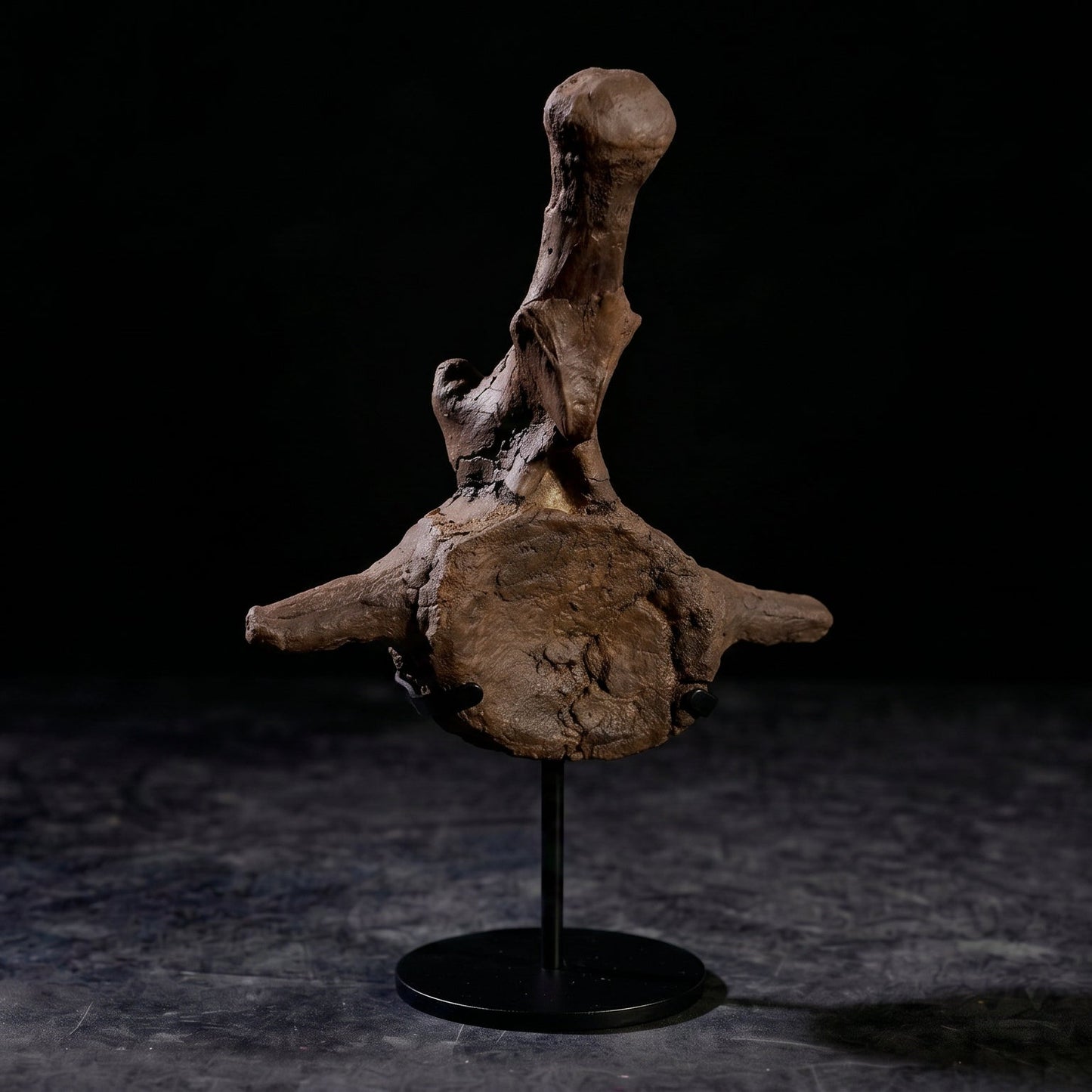 Triceratops horridus-Wirbelkörper| South Dakota, USA