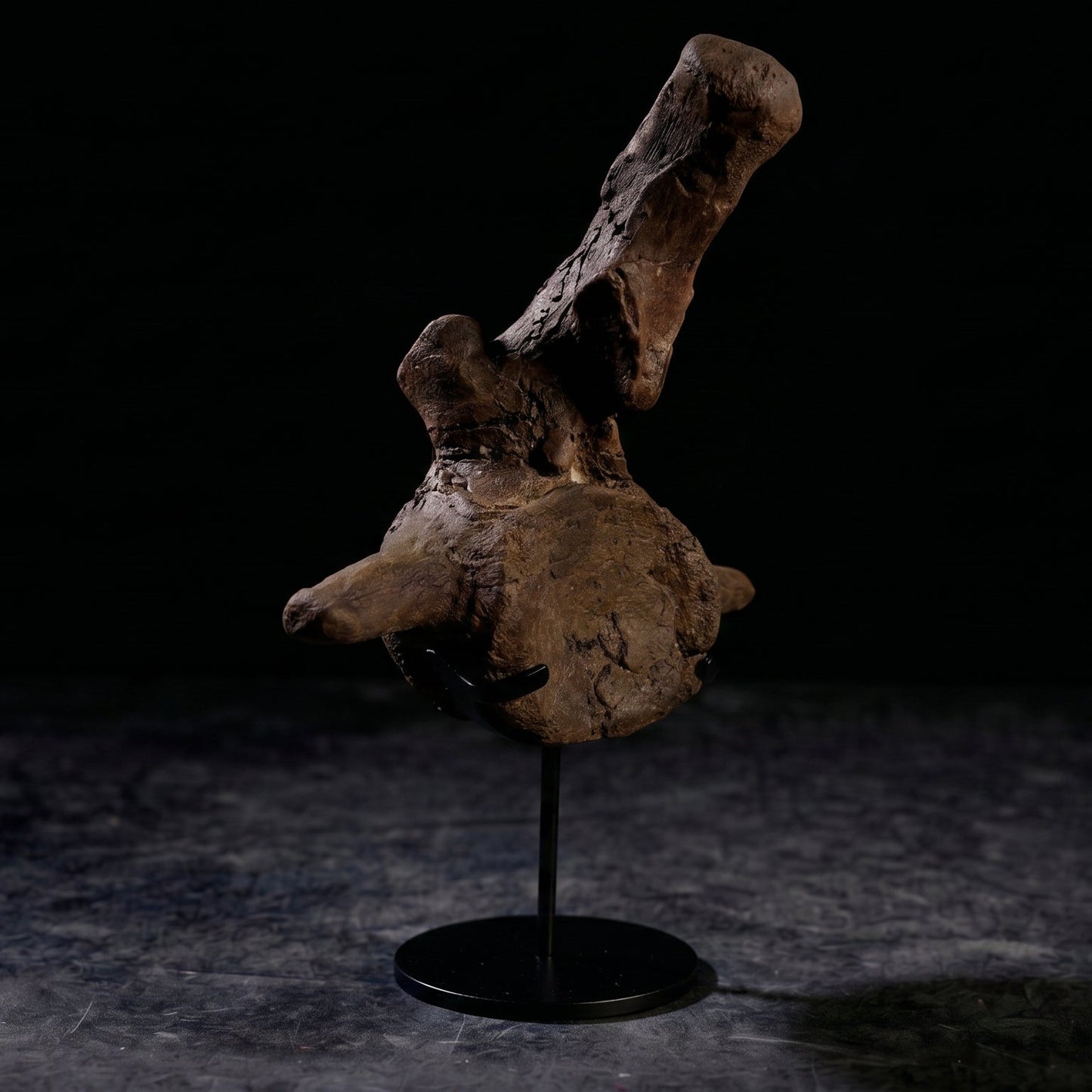 Triceratops horridus-Wirbelkörper| South Dakota, USA