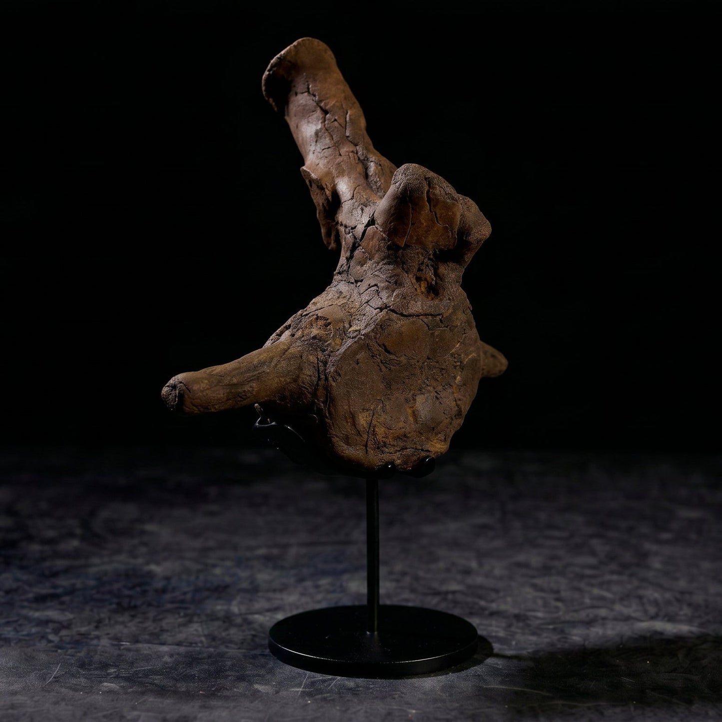 Triceratops horridus-Wirbelkörper| South Dakota, USA