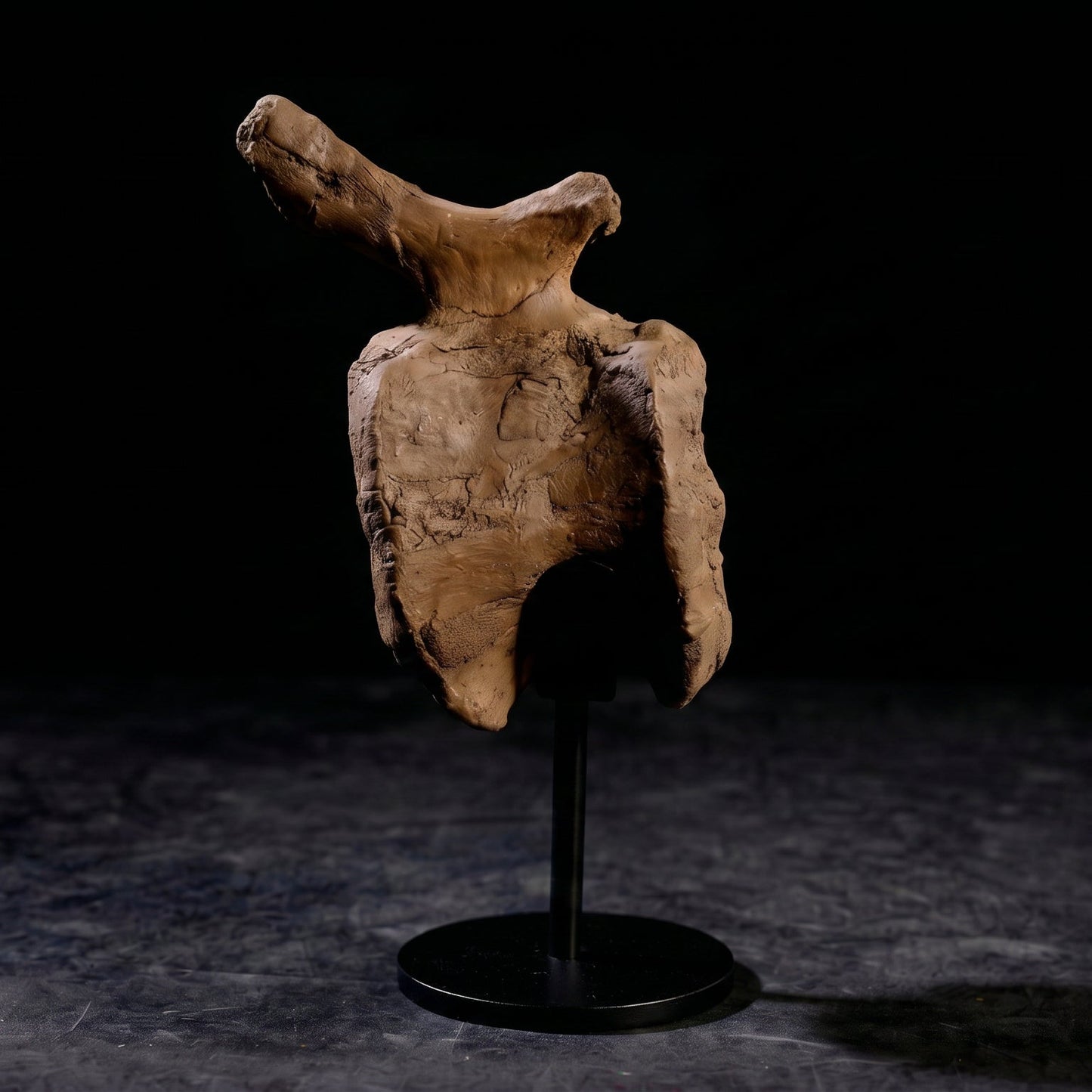 Triceratops horridus-Wirbelkörper| South Dakota, USA