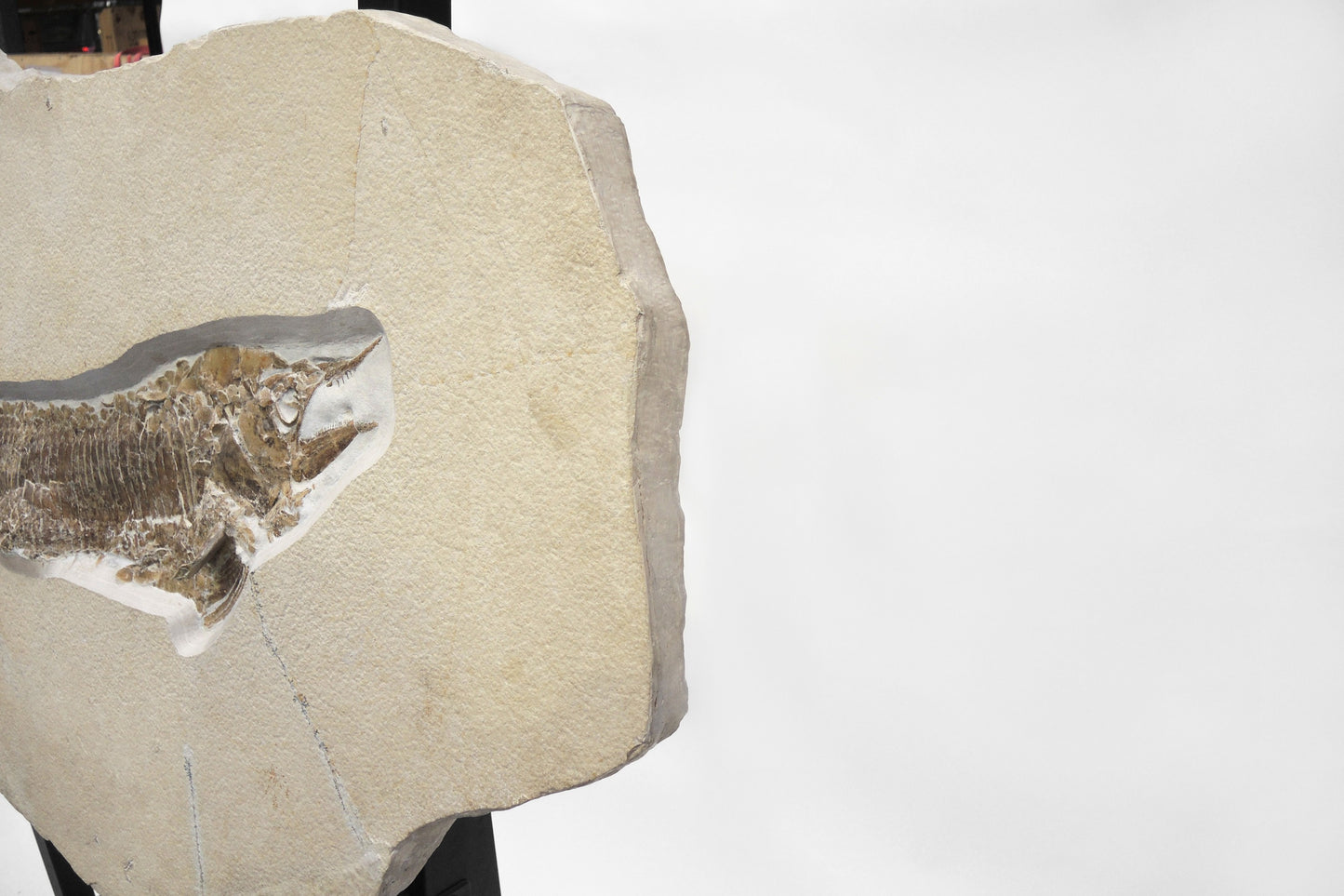 SOLD | Aspidorhynchus acutirostris | Fossil Fish from Solnhofen