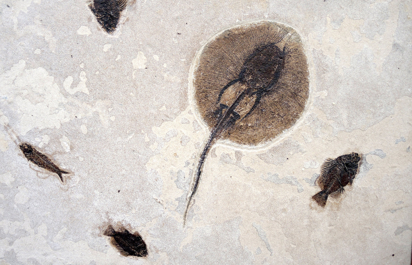 Fossil scene with rays and fish | Green River, Wyoming, USA