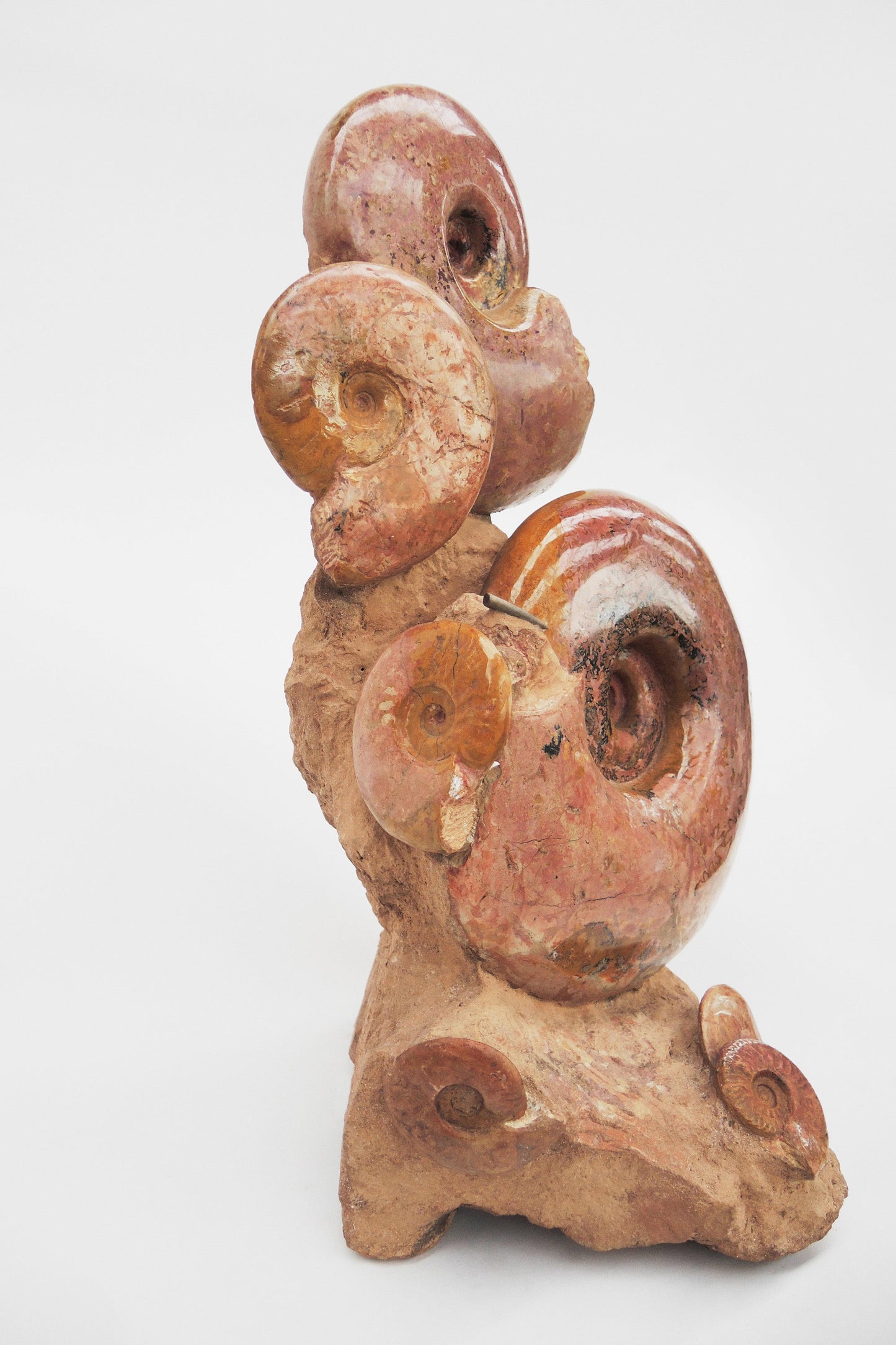 Groupe ammonite | Lytoceras sp. | France