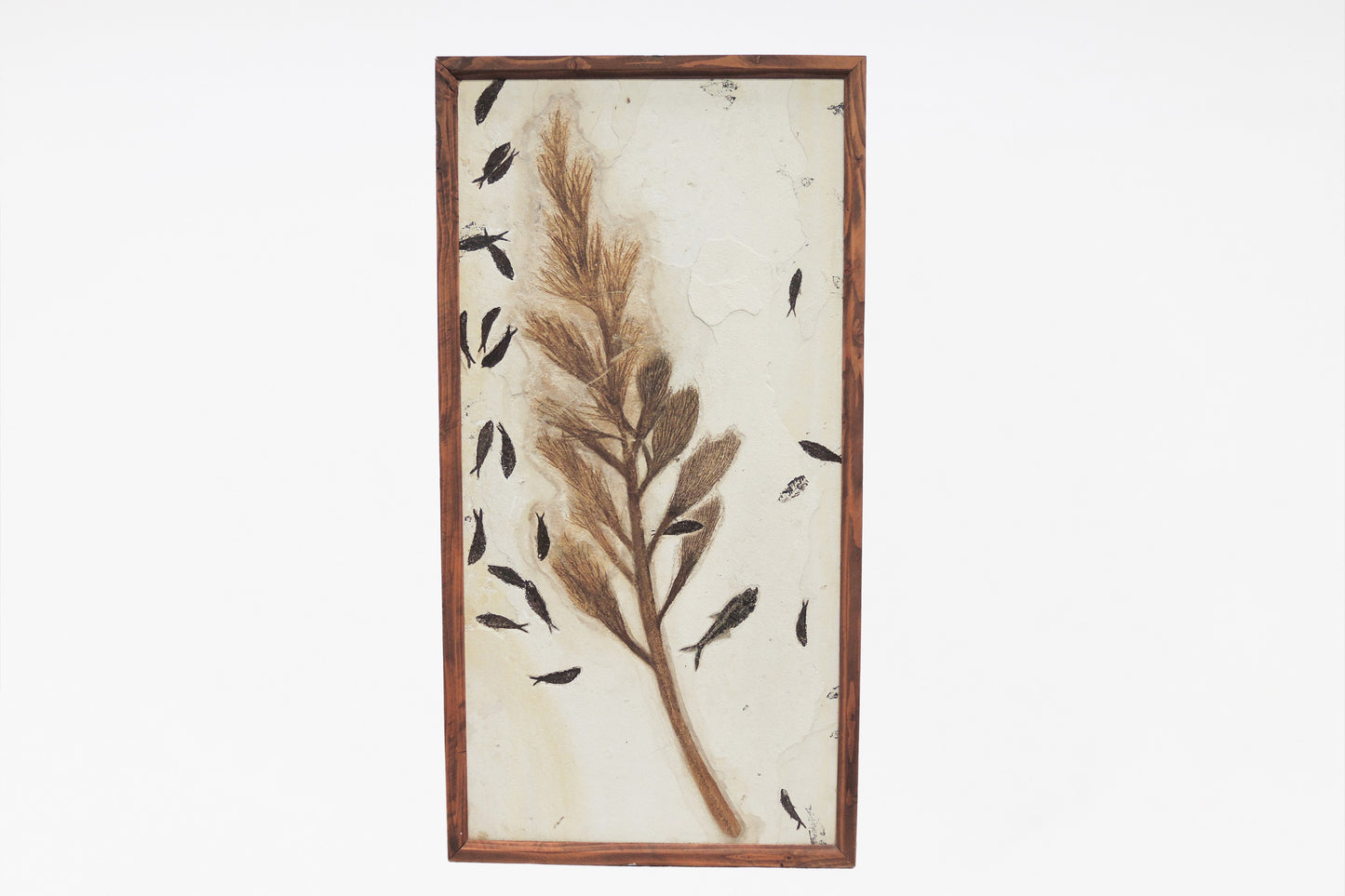 Fossilized palm blossom &amp; fish fossils | Green River, Wyoming, USA