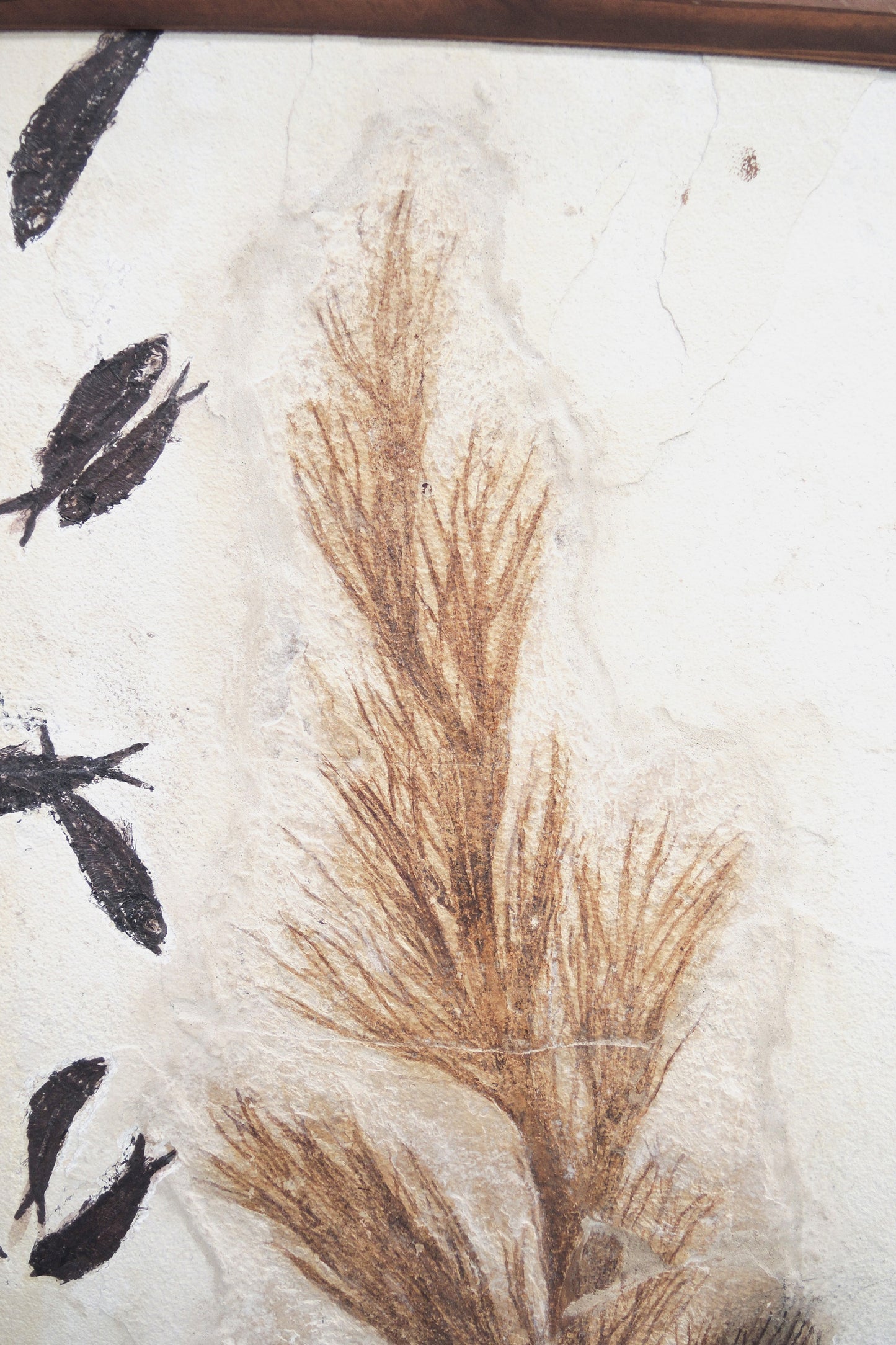Fossilized palm blossom &amp; fish fossils | Green River, Wyoming, USA