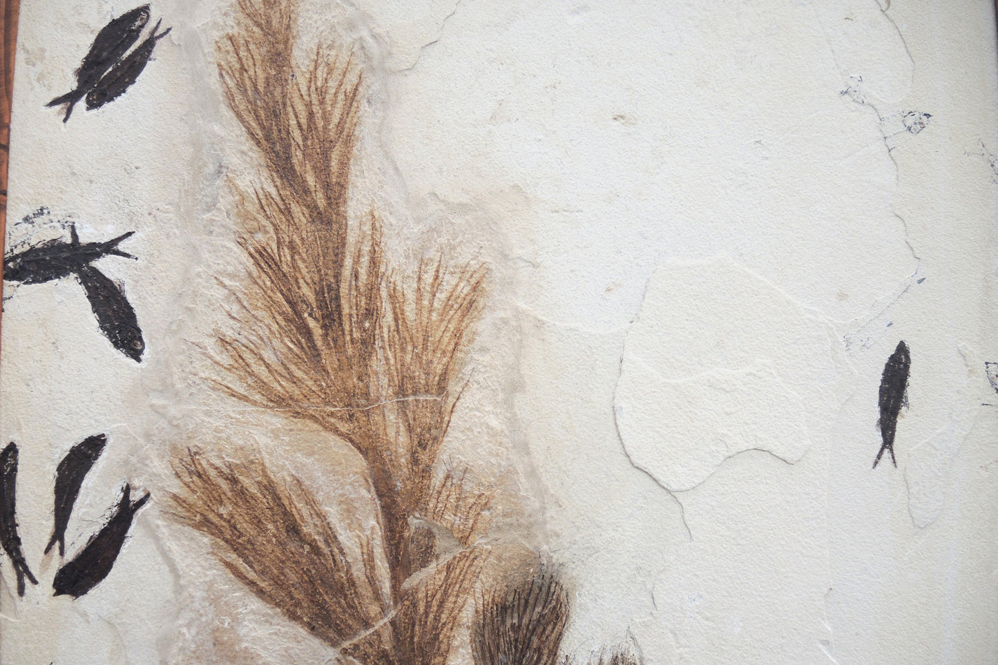 Fossilized palm blossom &amp; fish fossils | Green River, Wyoming, USA