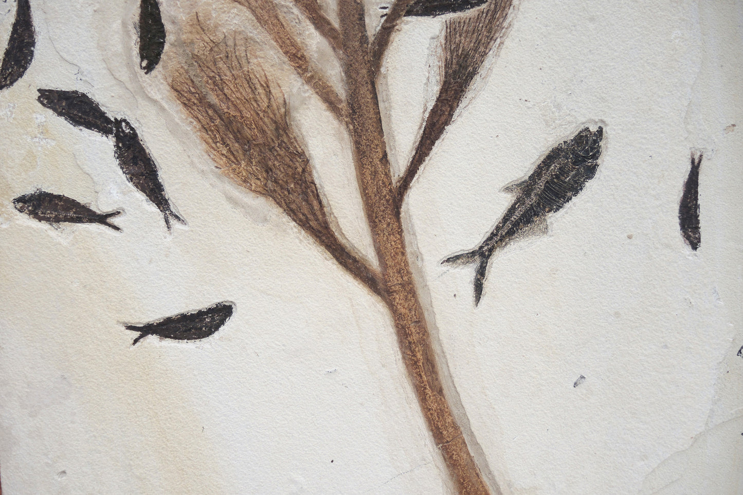 Fossilized palm blossom &amp; fish fossils | Green River, Wyoming, USA